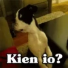 ✴️💚Funny Dogs🐶✴️ 15