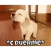 Firulais🐶 9