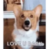 Animal funny 12
