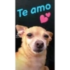 Simon perro bailarin 5