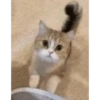 Gatitos cute 15