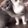SÓ GATINHOS 🐈 14