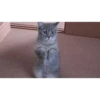 Gatitos cute 11