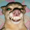 Simon perro bailarin 24