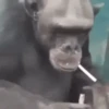 MONKEY FLIP 16