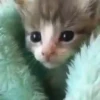 Gatitos Cute Animados 7