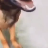 Animal 12