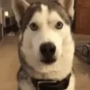 Animal 13