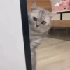 Funny Cats 13