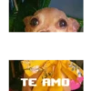 Simon perro bailarin 15