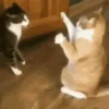 Animal 5