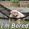 Funny Animals reactions🤣 13
