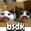 Cute Cats 😻😻 16
