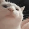 Shy shy cat 14
