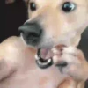 🐶 PERRITOS RANDOM 🐶 5