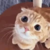 Cutie🥺 10