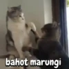 Cute Cats 😻😻 20