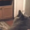 Funny Cats 9