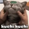 Cute Cats 😻😻 13
