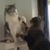 Funny Cats 6