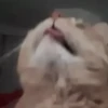 Shy shy cat 5
