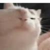 Cute Cats 😻😻 19