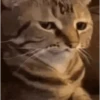 Cute Cats 😻😻 9
