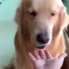 🐶 Catiorríneos Fofíneos 15