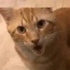 Funny Cats 15