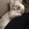Shy shy cat 13