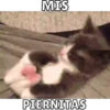 Memes de Gatitos Mov.🐱 9