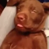 Animal 7