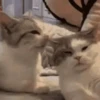 Funny Cats 7