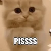 Shy shy cat 10