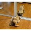 Perritos 5