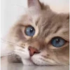 😻 Esse gatinho vc ainda ñ tem 20