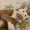 Gatitos Cute Animados 16