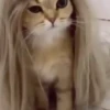 Funny Cats 12