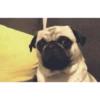 Perritos 9