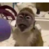 MONKEY FLIP 8