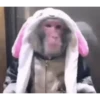 MONKEY FLIP 10