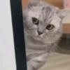 Gato Espiando por Trás de uma Tela