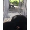 MONKEY FLIP 12