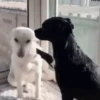 GIFs Amorzin 🫶🏻 26