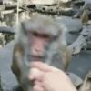 MONKEY FLIP 13