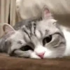 Cara de Gato Preguiçoso