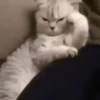Posição de Gato Chateado