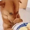 Animal 8