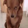 Animal 9