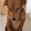 🐶 PERRITOS RANDOM 🐶 7